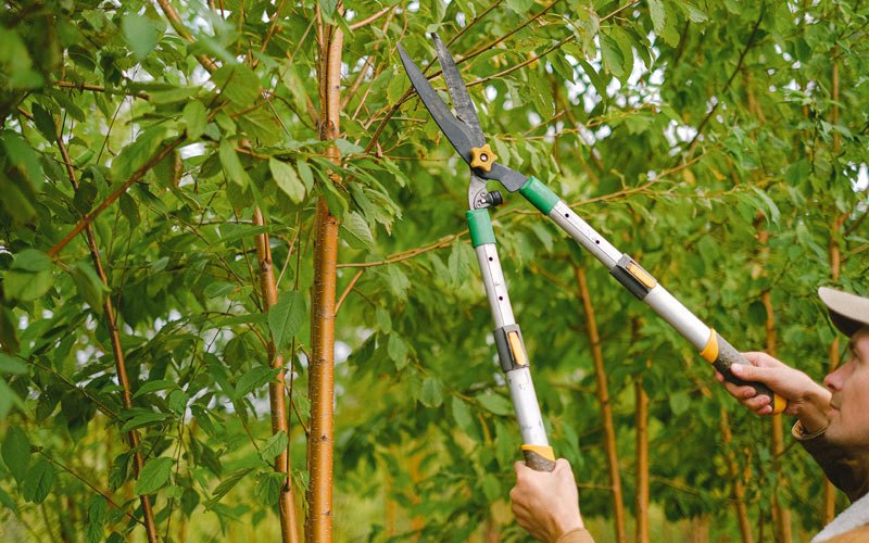 Tree trimming in Fordville, ND